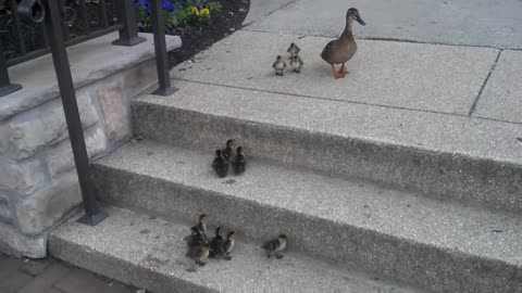 Ducklings vs. Stairs