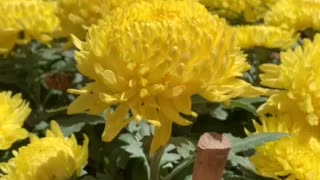 Sea of flowers