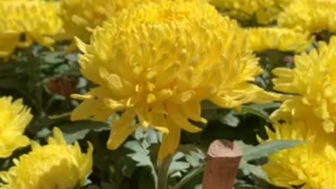 Sea of flowers