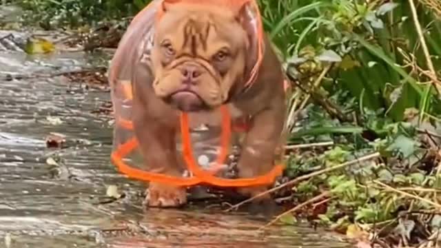 Baby💥🌺🥀 Dogs - Cute and Funny Dog Videos🌺💥🥀