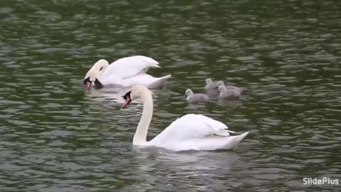 Ducks swimming