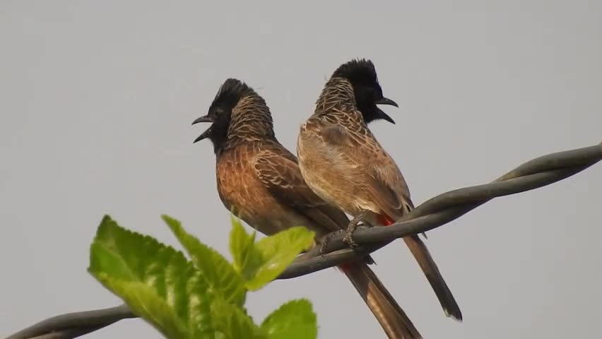 Pássaros Passaro Preto Natureza Animais Selvagens