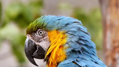 Beautiful parrot in the green forest