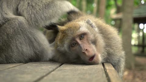 A pair of macaques rests in the park on a bench