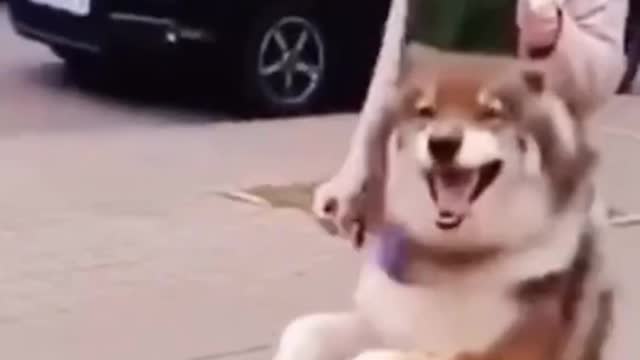 Funny Dog Walking Like His Owner