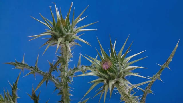 Incredible Time Lapse of a Flower Blooming