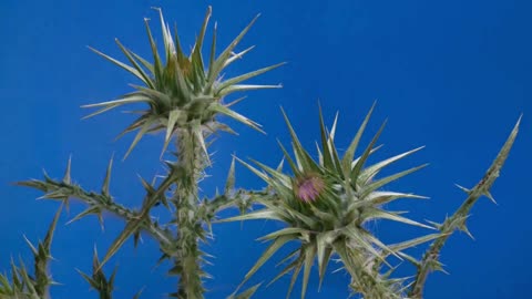 Incredible Time Lapse of a Flower Blooming