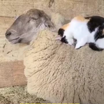 I want to sleep here!