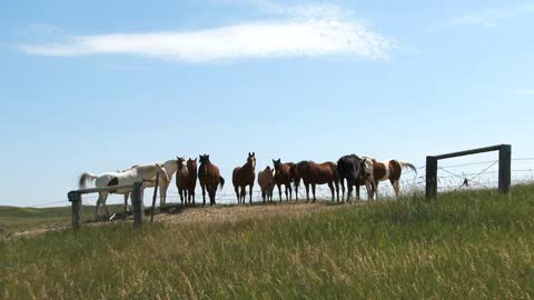 Home On The Range Horses Wide Shot