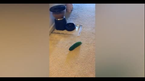 Try not to laugh - Cats Vs Cucumbers