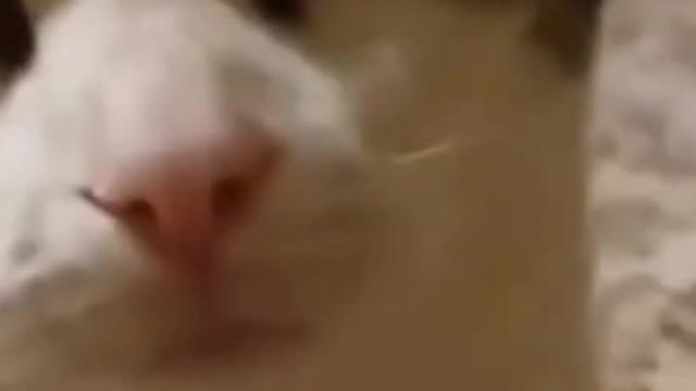 So Cute Cat Funny Video