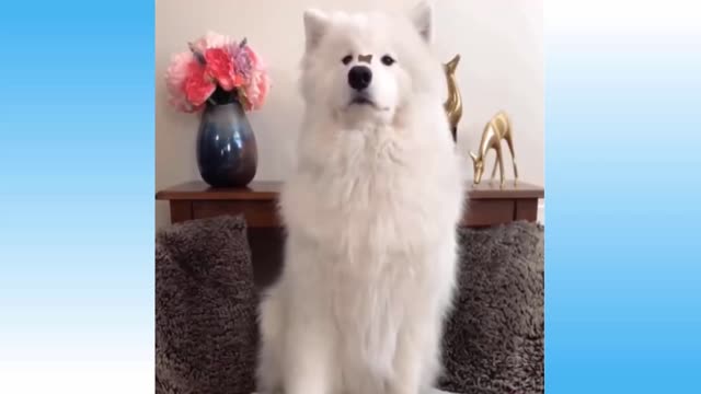 I heart pets 35