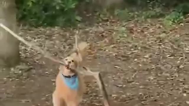 Funny Dog