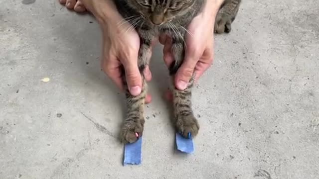 Funny cat in dance