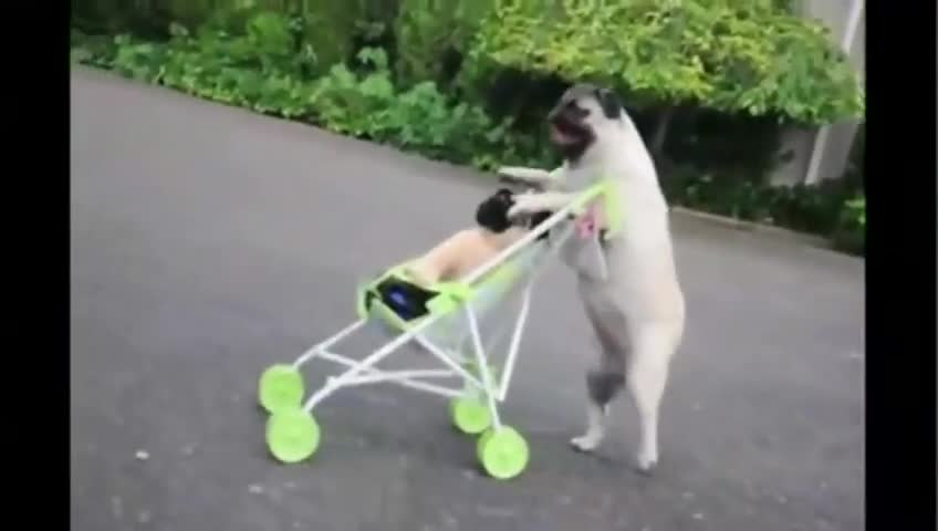 Pug puppy enjoying outside the house