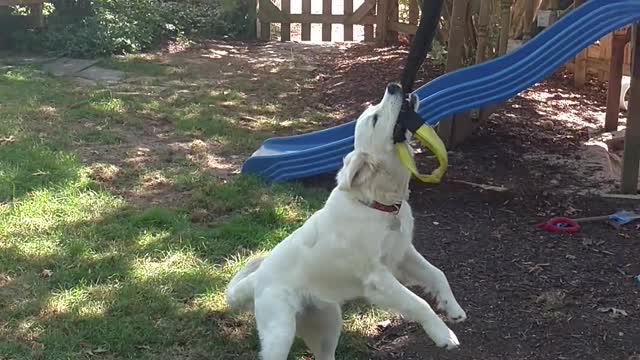 White dog hangs from zip line