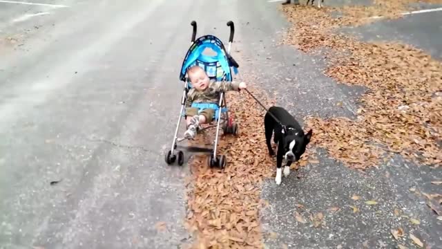 Cute Baby Walking The Doge on The Street