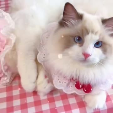 Aww cute cat videos funny Vol5❤️ Cat Cash Compilation chines💚 Tiktok Cat Meow #cat #shorts
