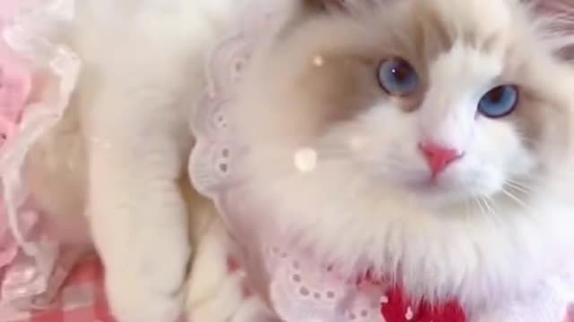 Aww cute cat videos funny Vol5❤️ Cat Cash Compilation chines💚 Tiktok Cat Meow #cat #shorts