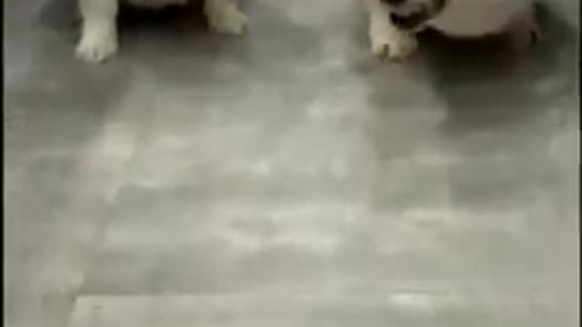 Super Funny Dog Videos