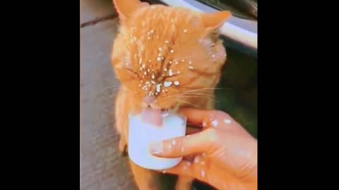 Funny Cat Drinking Videos