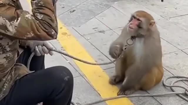 naughty monkey game entertainment video|| viral monkey