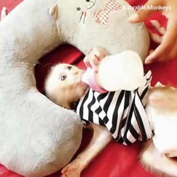 He's Very Newborn baby monkey - Adorable Monkeys #003