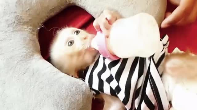 He's Very Newborn baby monkey - Adorable Monkeys #003