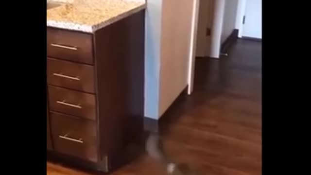 Funny short clips 2020 Funny video clips of 2020 Scene To Seen!