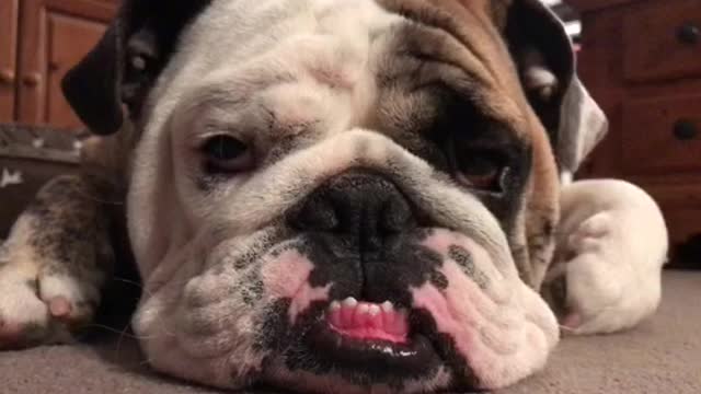 Bulldog Struggles to Stay Awake