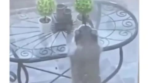 Funny cat dog animal videos on Instagram Tiktok #shorts #funnyanimals #مضحك