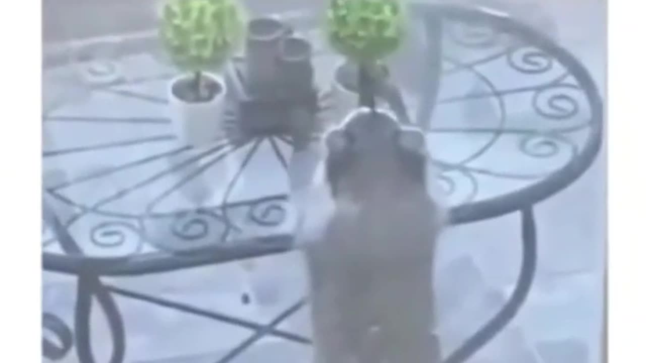 Funny cat dog animal videos on Instagram Tiktok #shorts #funnyanimals #مضحك