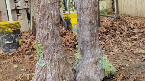 Treemendous Creature Halloween Prop