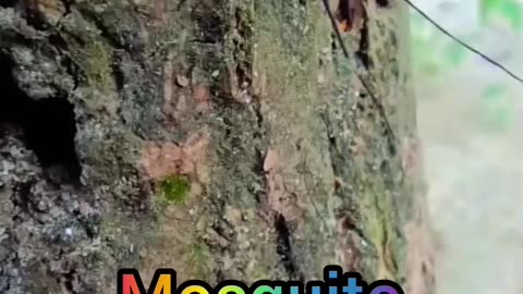 Giant Mosquito has found in village area of Assam.