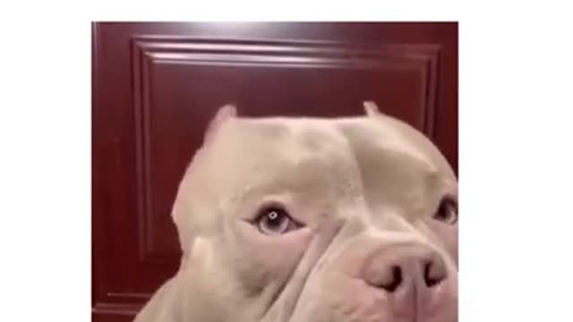very funny animal video #shorts #funnyanimals #cute animals