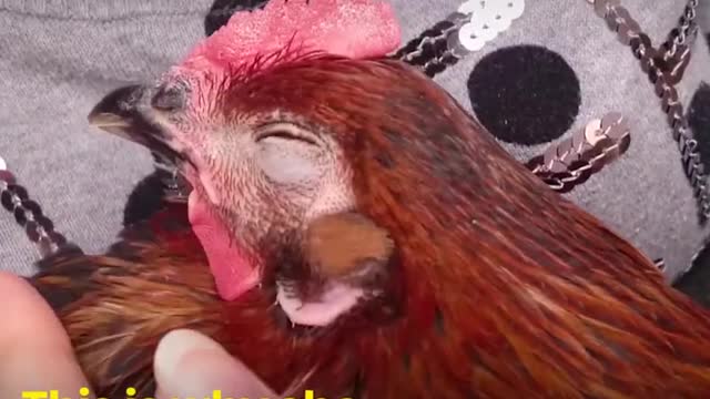 The Amazing Character of Chickens