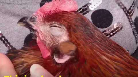 The Amazing Character of Chickens