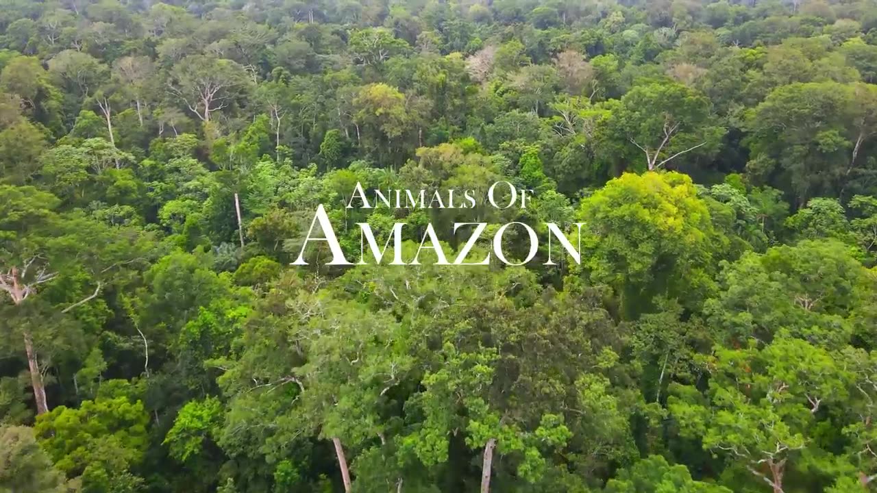 Amazon jungle