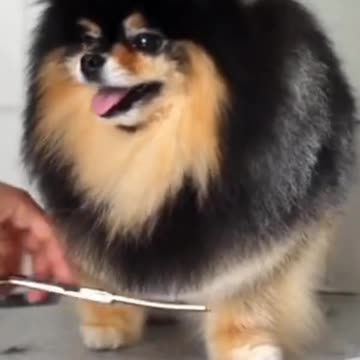 Funny and Cute DOG Videos Compilation,🐕🐕_#shorts