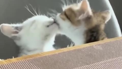 My cute 2 cat in love