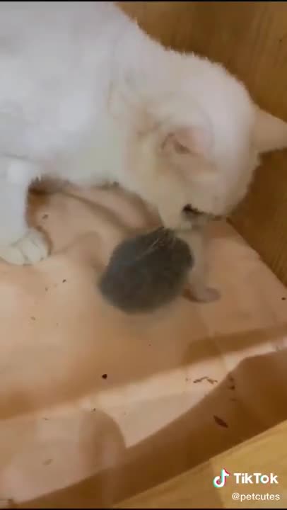 Cute and funny pets viral video | pets funny videos #cats