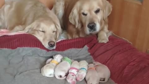 Golden Retriever Parents Watching Over Their Newborn Puppies 😇☺️☺️