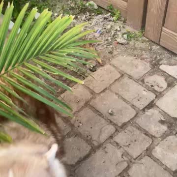 Husky is super excited for a walk