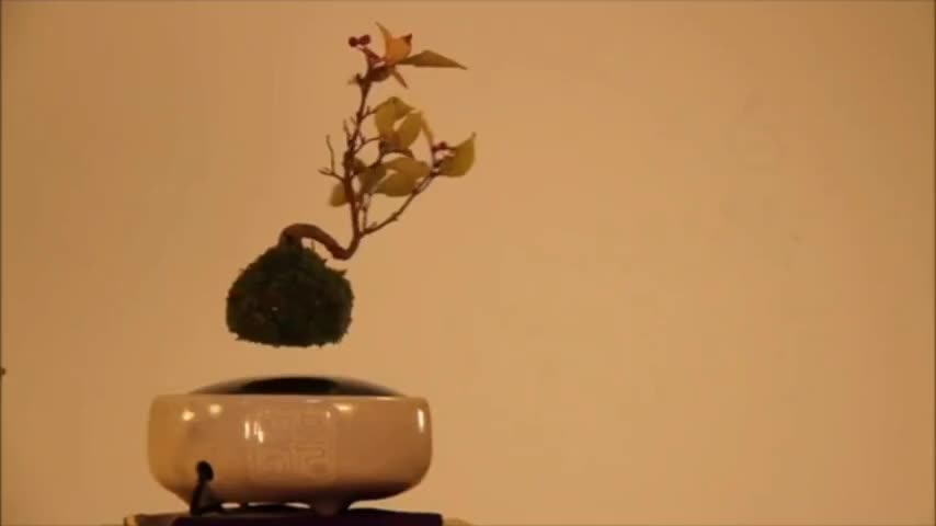 Japan's Floating Living Plant | Antigravity Plant