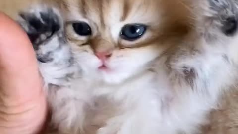 Little cute kitten