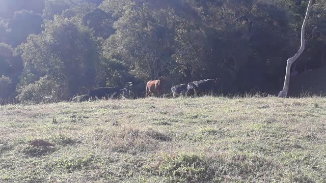 Dog touching the calves