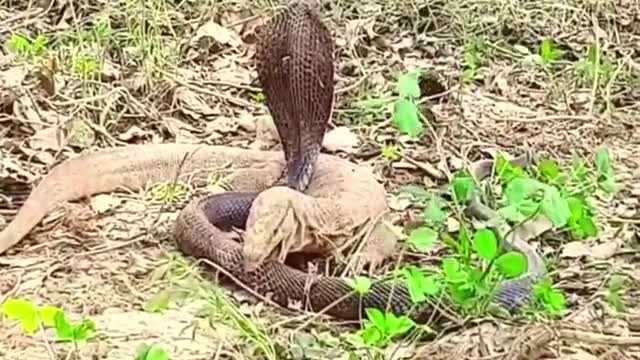 Cobra Attack Monitor Lizard