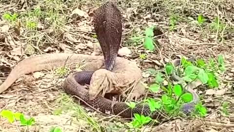 Cobra Attack Monitor Lizard