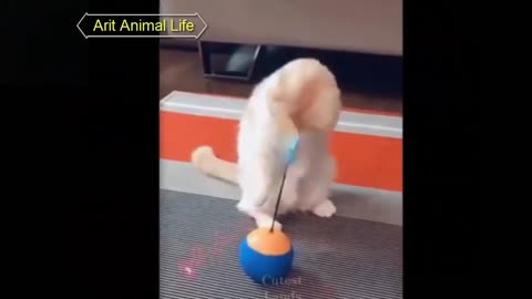 Cute And Funny Pets - Try Not To Laugh To These Pets Compilation fun video 2021