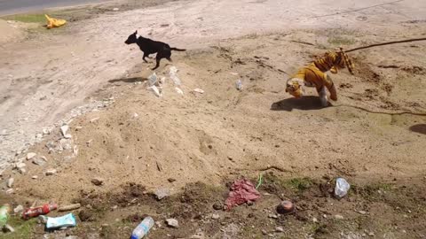 pegadinhas com cães, muito engraçado kkkk